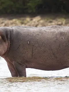 Hippopotamus