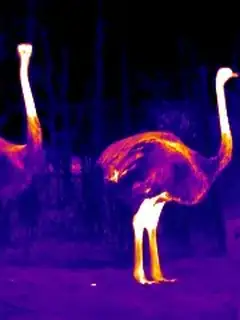 Thermoregulation
