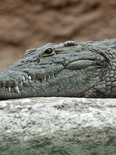 Crocodile