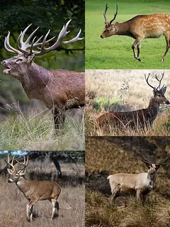 Deer