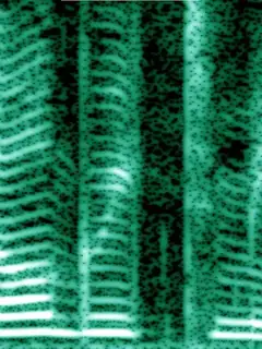 Human voice
