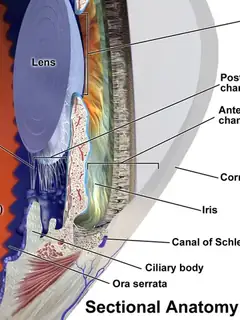 Zonule of Zinn
