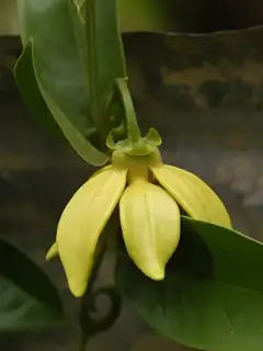 Artabotrys hexapetalus