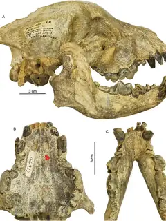 Borophagus