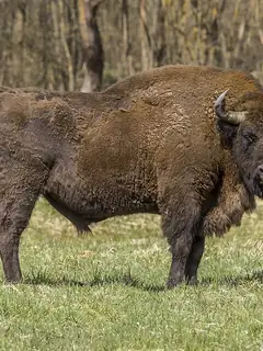 European bison