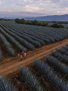 Tequila