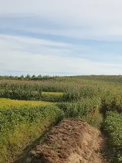 Potato production in North Korea