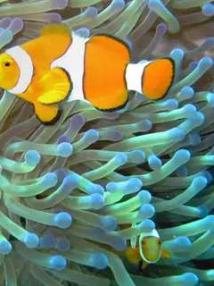 Symbiosis