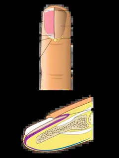 Nail