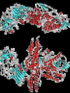 Toxine botulique