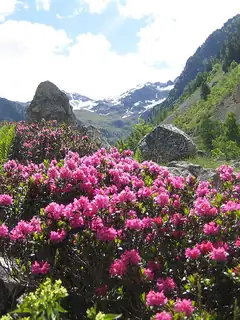 Rhododendron