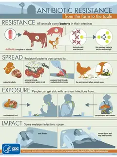Antibiotic use in livestock
