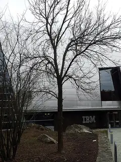 IBM