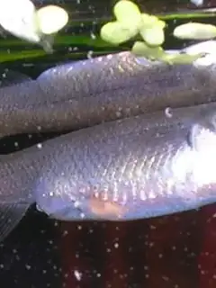Zenarchopteridae
