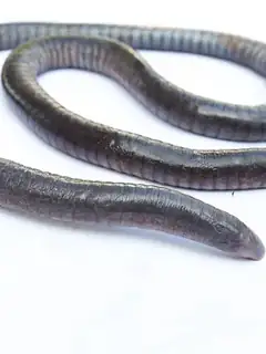 Caecilian