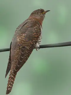 Himalayan cuckoo