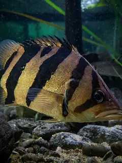Datnioides microlepis