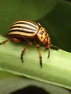 War against the potato beetle