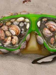 Plastisphere