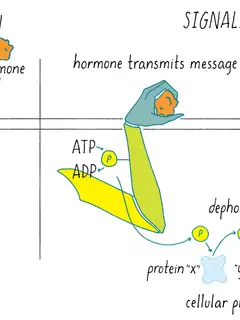 Cell signaling