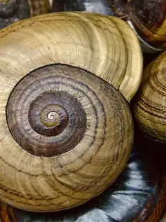 Powelliphanta