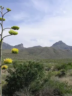 Chihuahuan Desert