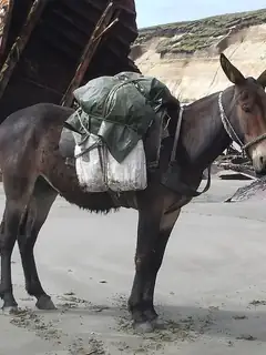 Hybrid