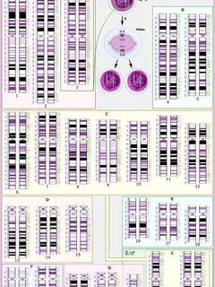 Human genome