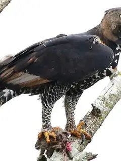 Aigle couronné