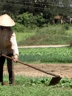Hoe