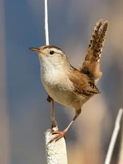 Marsh wren