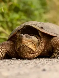 Common snapping turtle