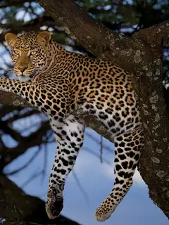 Leopard