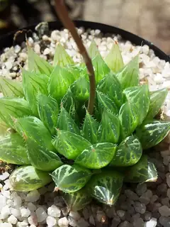 Haworthia cooperi