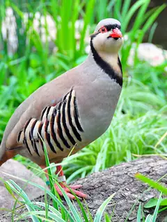 Chukar partridge