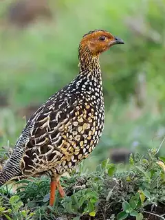 Painted francolin