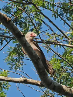Grey crow