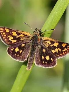 Carterocephalus palaemon