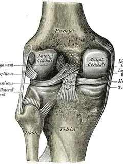 Posterior cruciate ligament injury