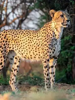 Guépard