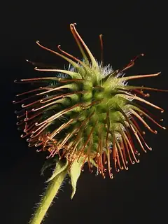 Biomimetics