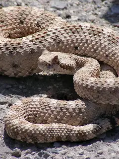 Rattlesnake