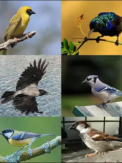 Passerine
