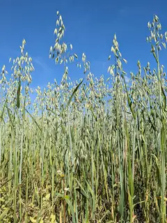 Oat