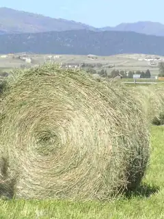 Hay