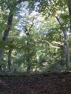 History of Central European forests