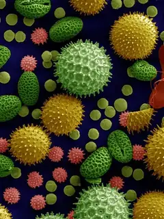 Pollen