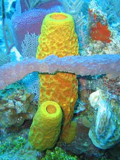 Sponge