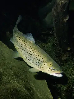 Trout