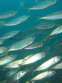 Mackerel